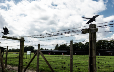 Ogrodzenie z drutu kolczastego i drewnianych beli, na ogrodzeniu dwie wrony podrywające się do lotu na drugim planie kłębiaste chmury oraz elementy zieleni 