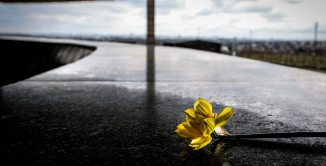 Pojedynczy kwiat, żonkil, leży na marmurowej płycie pomnika Mauzoleum, w tle widoczna zabudowa obozu w tym budynek krematorium.