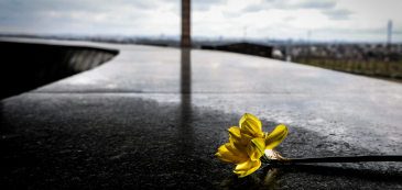 Pojedynczy kwiat, żonkil, leży na marmurowej płycie pomnika Mauzoleum, w tle widoczna zabudowa obozu w tym budynek krematorium.