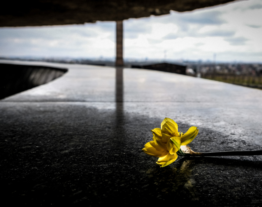Pojedynczy kwiat, żonkil, leży na marmurowej płycie pomnika Mauzoleum, w tle widoczna zabudowa obozu w tym budynek krematorium.